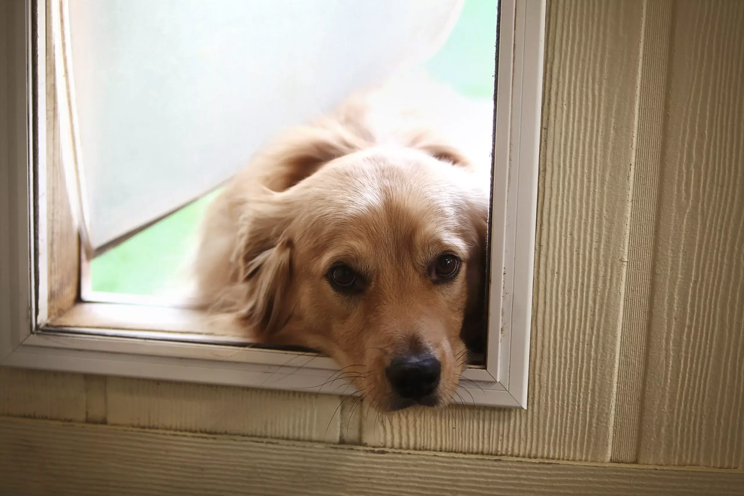 Cat Flaps into Double Glazing Pet Flaps UK